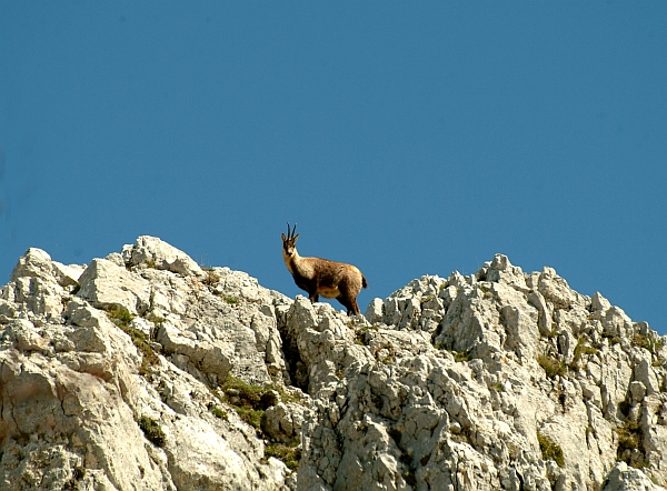 Camoscio d''Abruzzo Rupicapra pyrenaica ornata